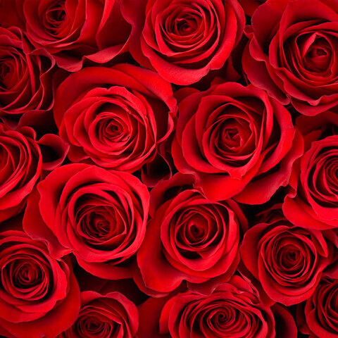 Aalayah95 @aalayah95 cover picture