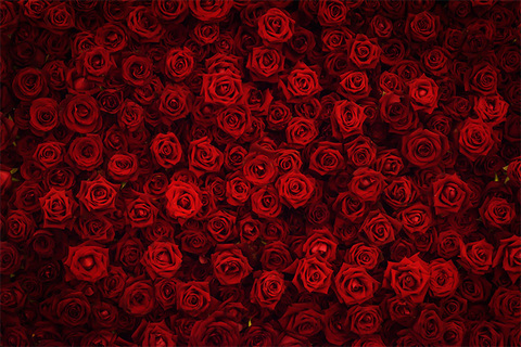 Africanbusty @africanbusty cover picture