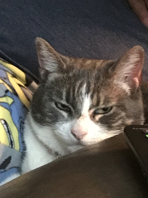 Pussyeater @aldolfo cover picture