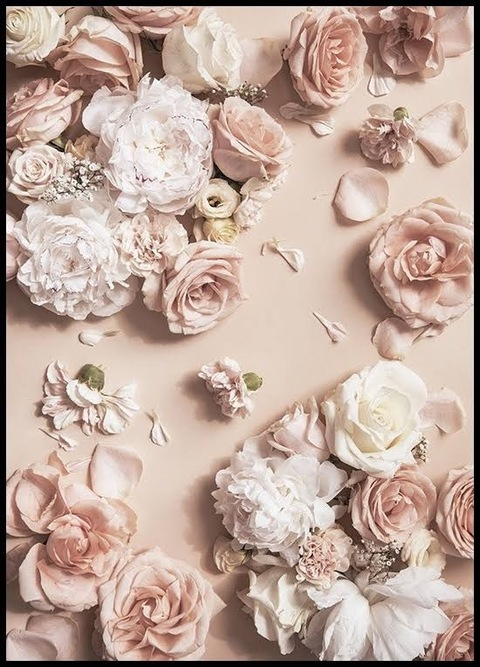Samantha rose. @allabouttits94 cover picture