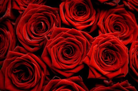 AmethystRose @amethystrosefree cover picture