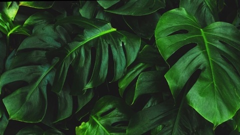 Aurora Luna 🐉 @auroraluna cover picture