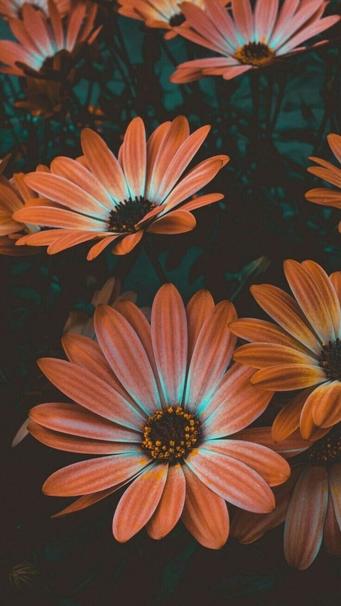 bbwblondiee @bbwblondiee cover picture