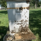 Leaked beesnstuff onlyfans leaked