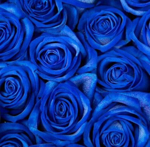 Bluu_Dream B 💙 @bluu_dream_b cover picture