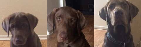 Buddha The Lab @buddhamac cover picture