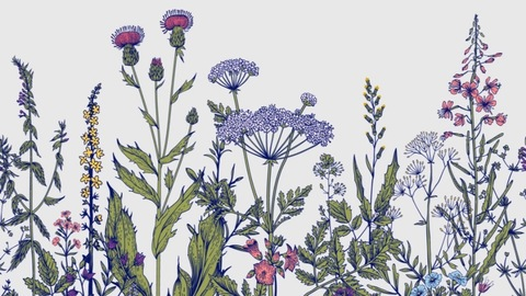 CallaLillie @callalillie cover picture