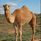 cameltoes (Toes of camels) OnlyFans content 

 profile picture
