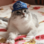 catinthebluehat (Cat) OnlyFans Leaks 

 profile picture