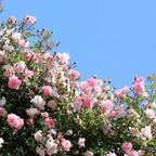 Onlyfans leaked chokedbarbie 

 profile picture