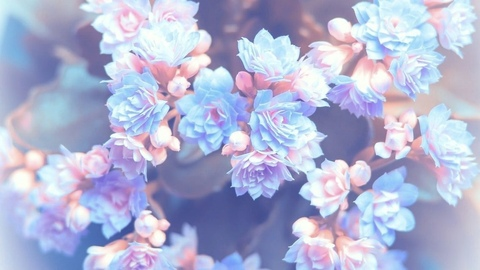 Collector Queen @collectorqueen cover picture