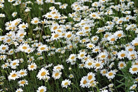 Daisy🌼 @daisy.baby cover picture