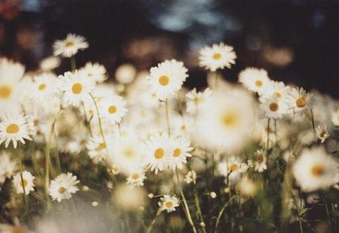 Daisy Laine @daisylaine cover picture