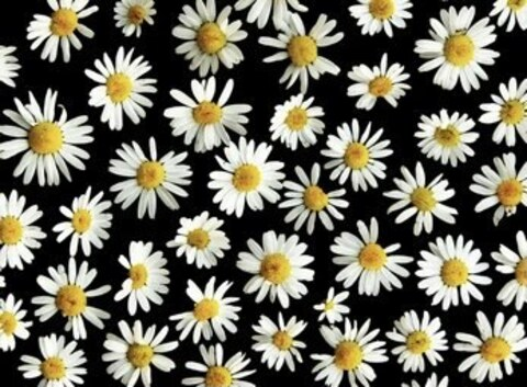 Daisy Green @daisymakesmegocrazy cover picture