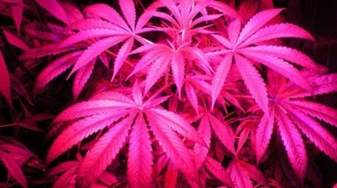 Dallas.Nicole_615 @dallasnicole615.free cover picture
