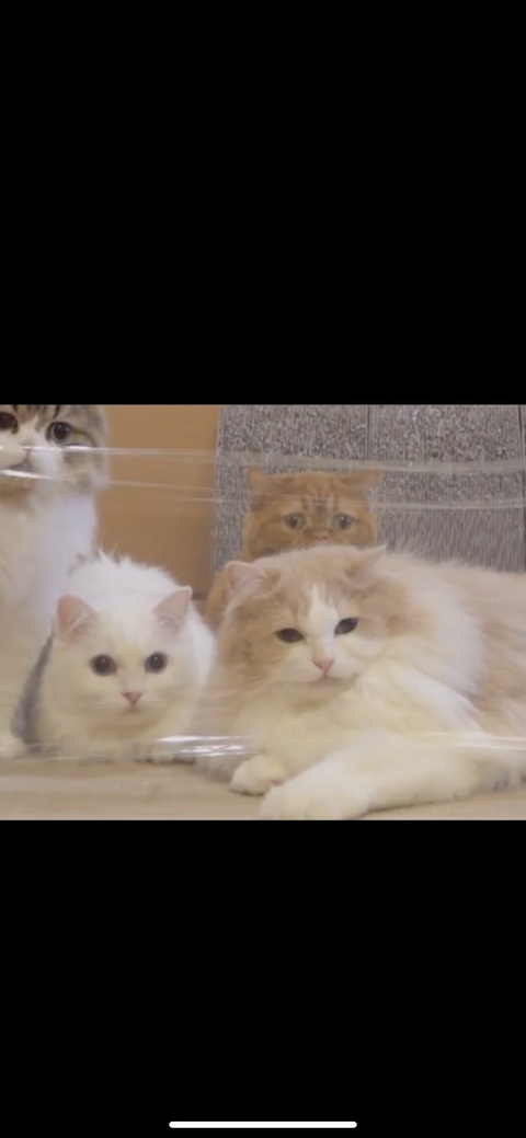 Derpcrew @derpcrew cover picture