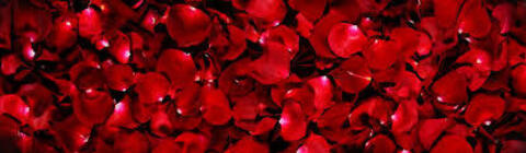 Maudi Dream @dreamsmaudi cover picture