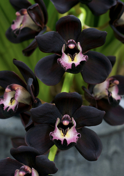 Ebony Orchid @ebonyorchid cover picture