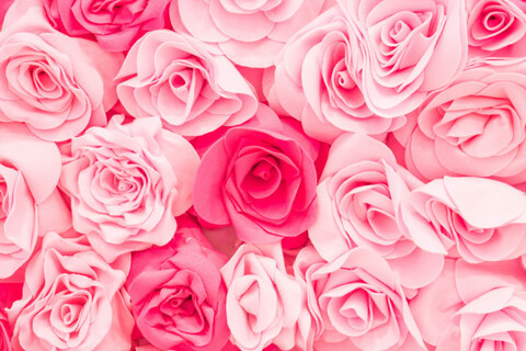 Elizabeth @elizabetthhxoxo cover picture