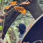 Leaked et-tokes onlyfans leaked