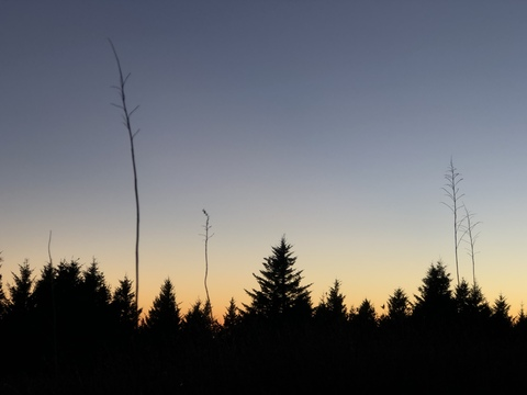 Heather @evergreenosa cover picture