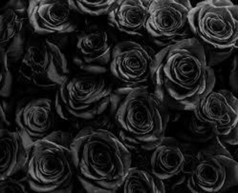 𝔼𝕫𝕣𝕒 @ezranicole03 cover picture