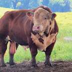 Mr Farmer (@farmer) Leaks OnlyFans 

 profile picture