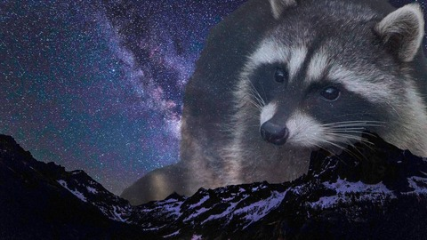 Fawks @fawkslily cover picture