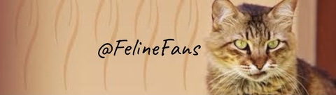 💕🐱 FelineFans 🐱💕 @felinefans cover picture