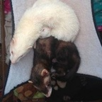 ferret (Ferret) free OnlyFans Leaked Pictures and Videos 

 profile picture