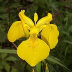 Fleur @fleurdelis Leaked OnlyFans 

 profile picture
