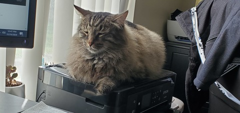 FluffCat @fluffcat cover picture