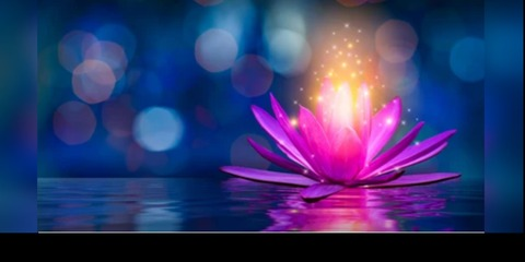 Lotus Love @gardenoflotus cover picture