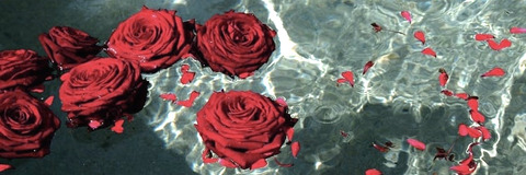 røse @itsnot_rose cover picture