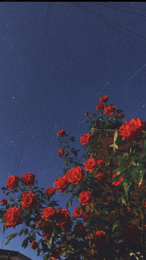 Jane Fraiser @janefraiser cover picture
