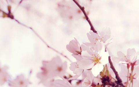 Jävä☽♊ @javajabona cover picture