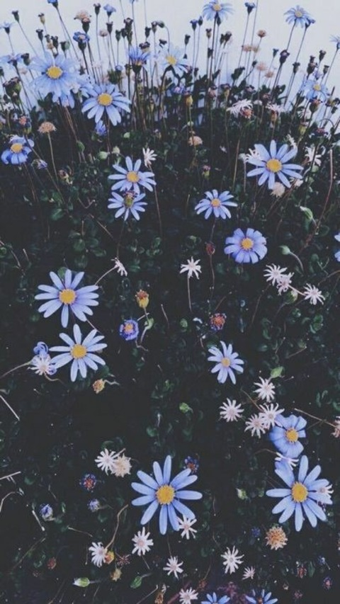 Jazmin🇸🇻 @jaz99sv cover picture