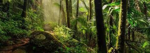 JUNGLEMAID @junglemaid cover picture
