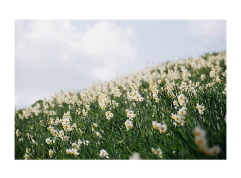 Juniper Evergreen @junis_garden cover picture
