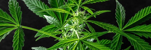 KinkyKat420 @kinkykat42o cover picture