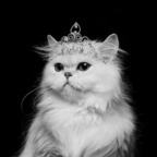 Onlyfans leaks kitty-queen 

 profile picture