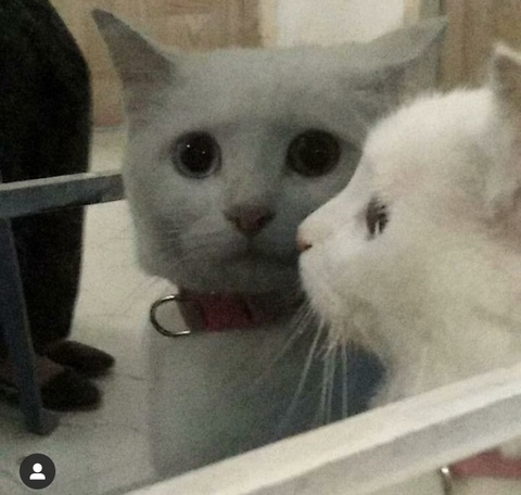 KittenVision 💕 @kittyvision cover picture