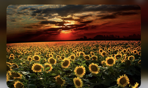 Marie2566 @klairemarie17 cover picture