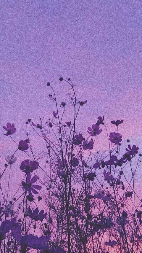 Komatose @komatose cover picture