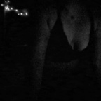 laniexo (lanie) free OnlyFans content 

 profile picture