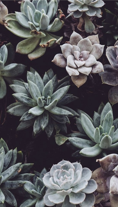 Header of laureneve