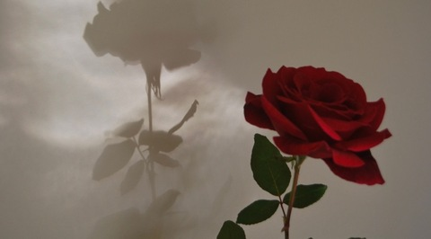 Layla Rose🌹 @laylala123 cover picture