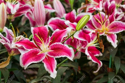 Lilly @lillygonewild cover picture