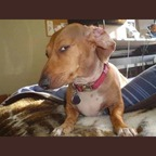 lntchewie (Chewie) OnlyFans Leaked Pictures and Videos 

 profile picture