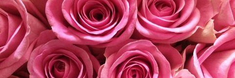 LolaRoses @lolarosesmfc cover picture